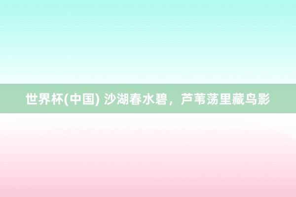 世界杯(中国) 沙湖春水碧,芦苇荡里藏鸟影