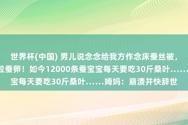 世界杯(中国) 男儿说念念给我方作念床蚕丝被，一家三口网购了1万粒蚕卵！如今12000条蚕宝宝每天要吃30斤桑叶……姆妈：崩溃并快辞世